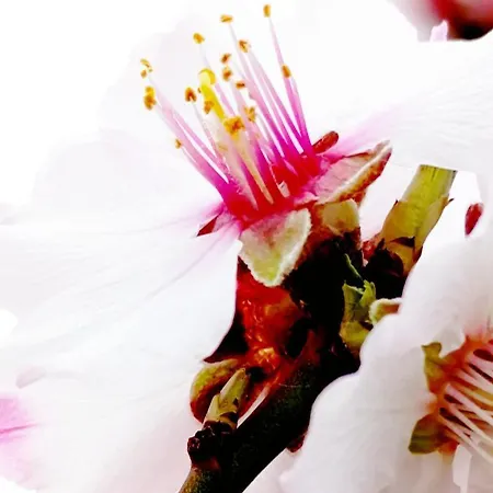 Ξενοδοχείο Silenza B&b, Charme, Comfort E Relax Nel Gargano *